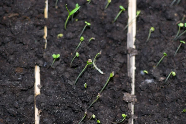 Pequena planta — Fotografia de Stock