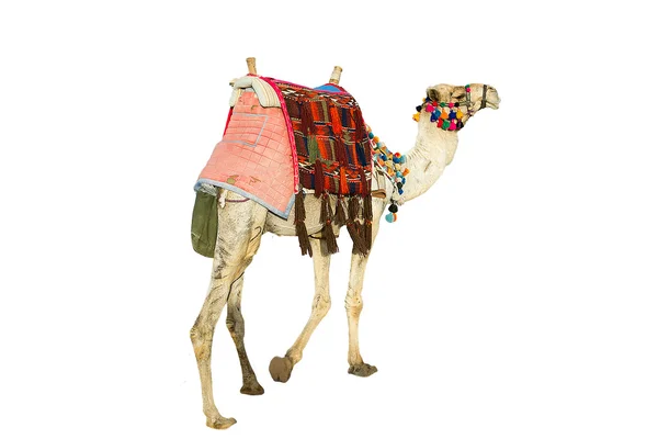孤立的骆驼 — 图库照片