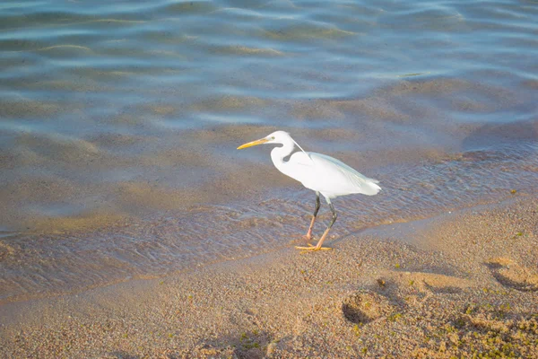 Animali degli uccelli — Foto Stock