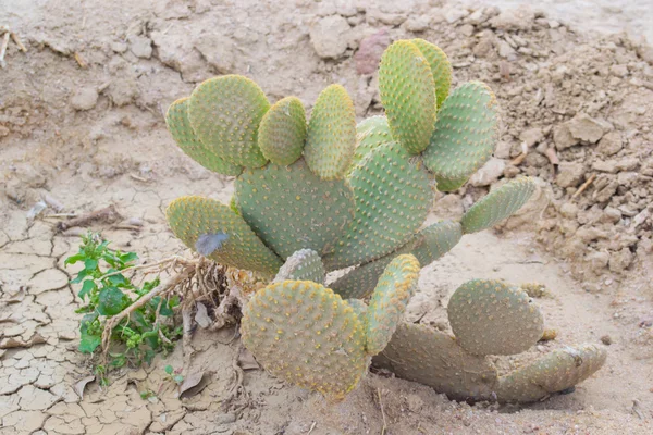 Cactus plant — Stock Photo, Image