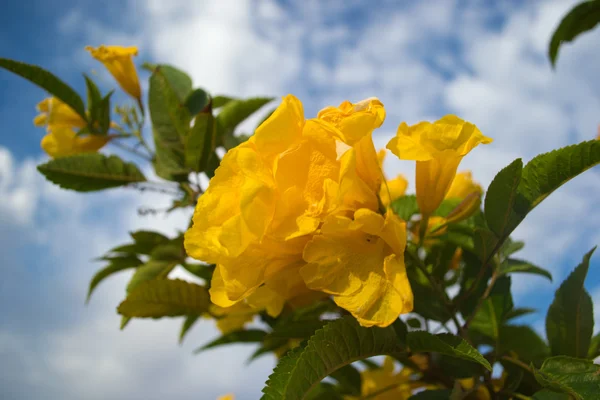 Flor planta —  Fotos de Stock