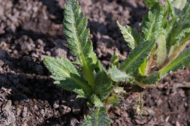 doğa ağaç bitki yeşil