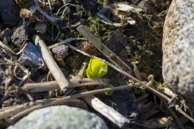 doğa ağaç bitki yeşil