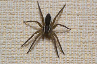 örümcek evcil hayvanlar 