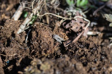 örümcek evcil hayvanlar 