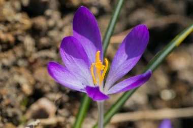çiçek yeşil sarı 