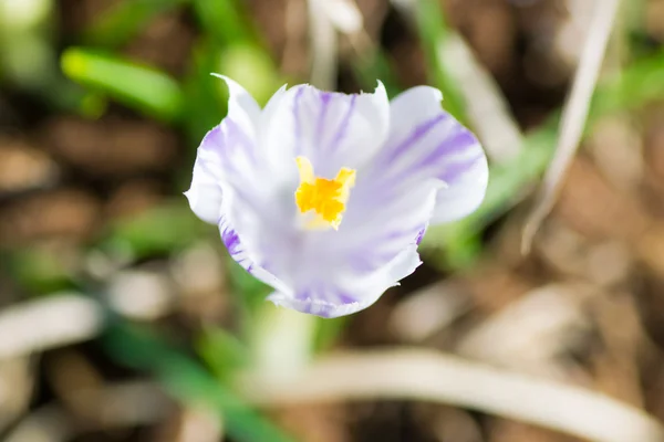 Flower green yellow — Stock Photo, Image