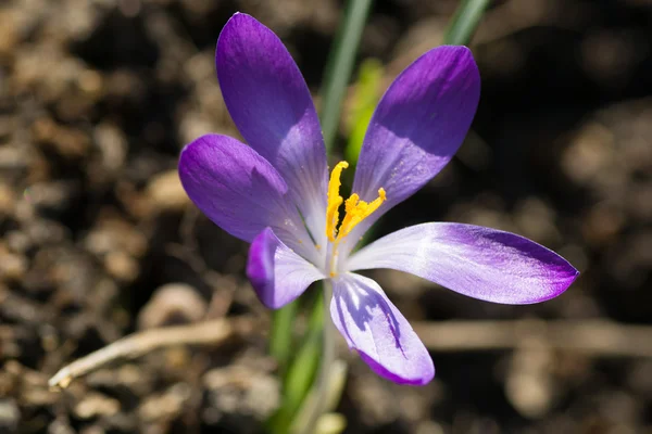 Flower green yellow — Stock Photo, Image