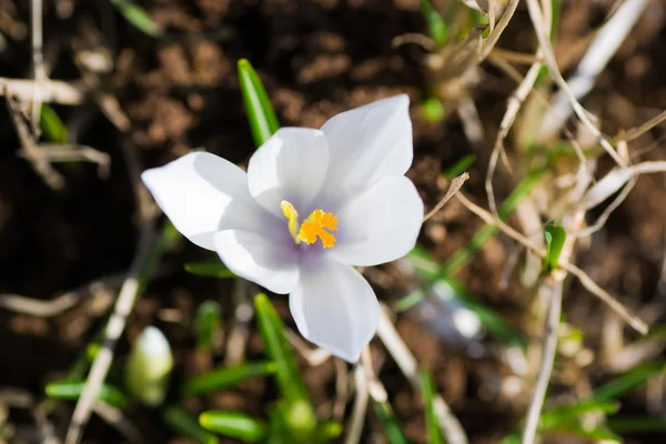 Blume grün gelb — Stockfoto