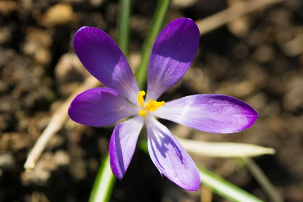 Flower green yellow — Stock Photo, Image