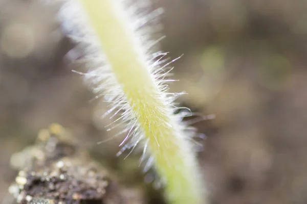 Naturbaum — Stockfoto