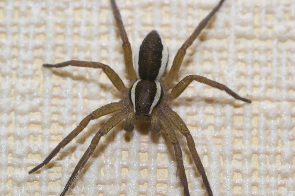 Animales de las mascotas araña — Foto de Stock