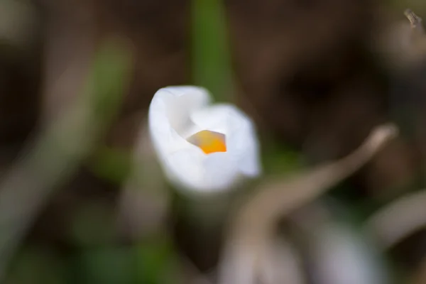 Flower green yellow — Stock Photo, Image