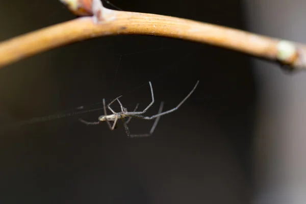 Spider huisdieren — Stockfoto