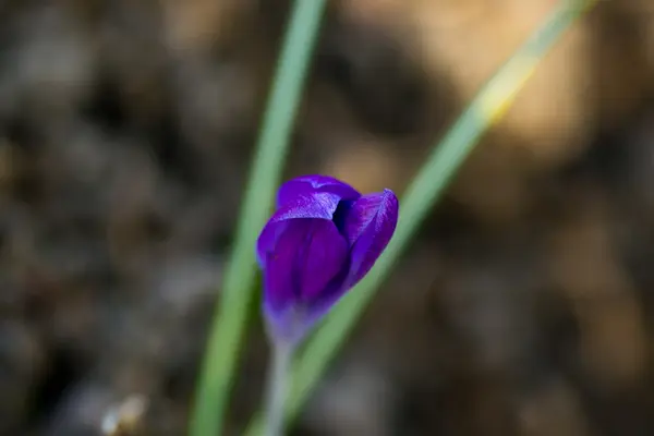 Blume grün gelb — Stockfoto