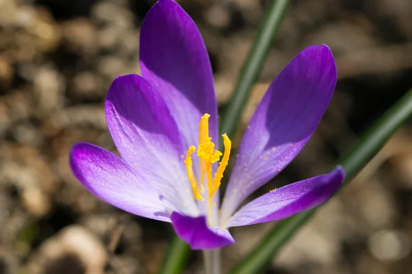 Flower green yellow — Stock Photo, Image