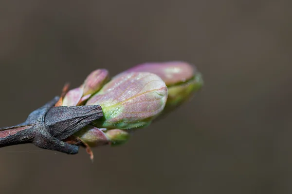 Naturaleza árbol planta verde — Foto de Stock