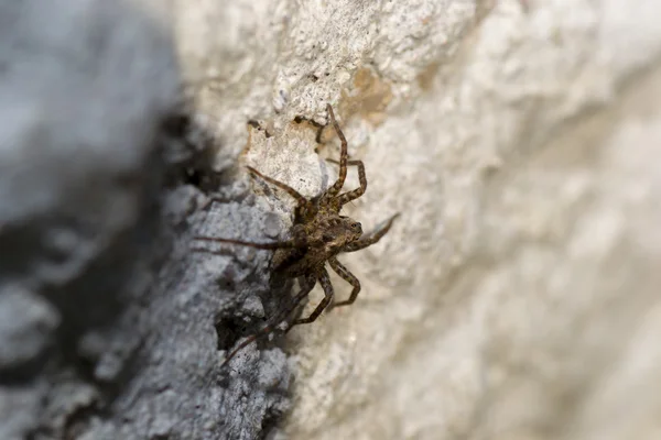 Animales de las mascotas araña — Foto de Stock