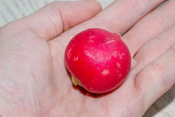 Alimento de rábano — Foto de Stock