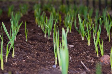 çiçek yeşil sarı