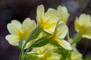 çiçek yeşil sarı