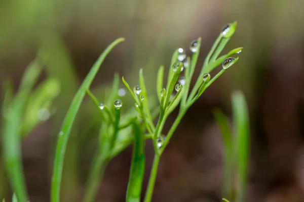 Yeşil Çimen — Stok fotoğraf