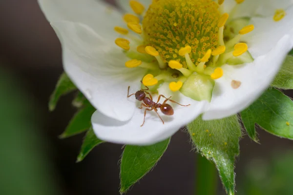 Ant の花 — ストック写真