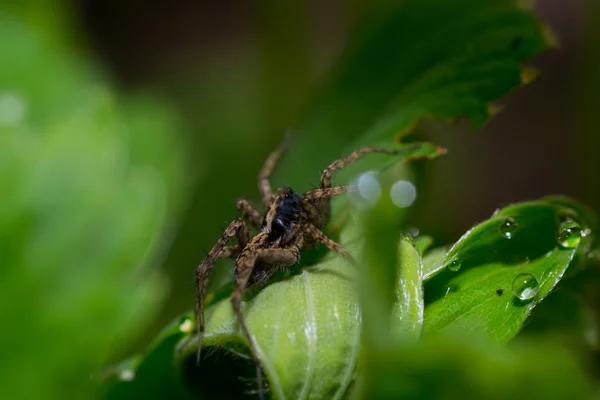 Spinnen Haustiere Tiere — Stockfoto