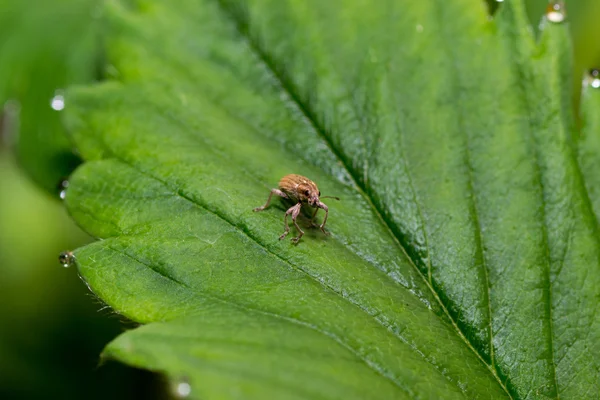 Small beetle — Stock Photo, Image