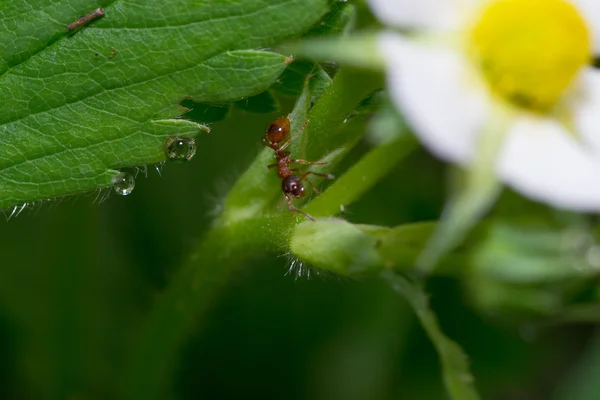 Ant の花 — ストック写真