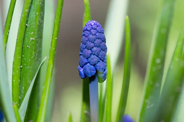 Small flower — Stock Photo, Image