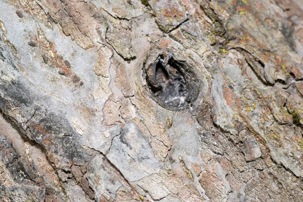 Horisontell trä bakgrunder — Stockfoto