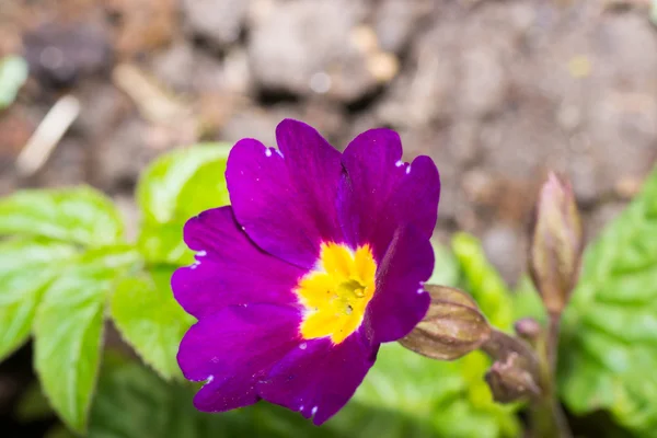 Blume grün gelb — Stockfoto