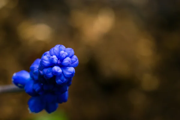 Piccolo fiore — Foto Stock