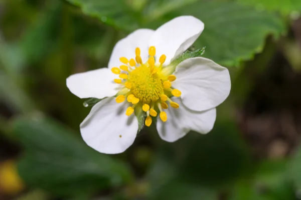 Strawberry flower Stockafbeelding