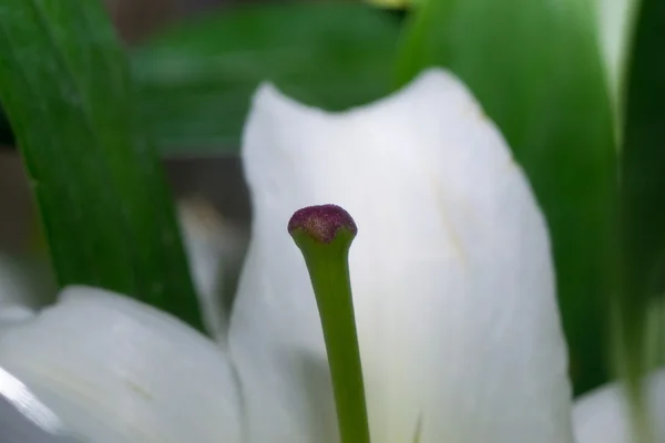 Çiçekler makro — Stok fotoğraf