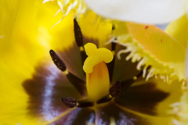 Blumen Makro — Stockfoto