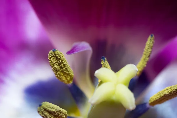 Flowers macro — Stock Photo, Image