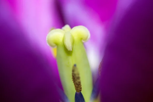 花マクロ — ストック写真