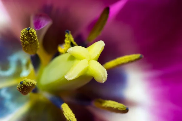 Kwiaty makro — Zdjęcie stockowe