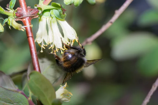 大黄蜂蜂 — 图库照片