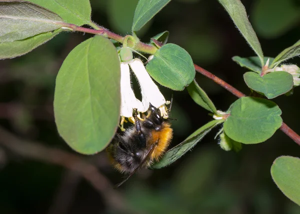 Bumblebee bee — Stock Photo, Image