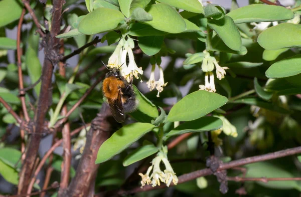 Bumblebee bee — Stock Photo, Image