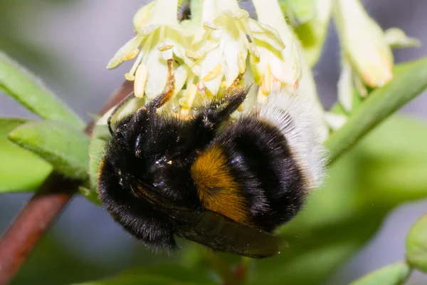 Čmelák, včela — Stock fotografie