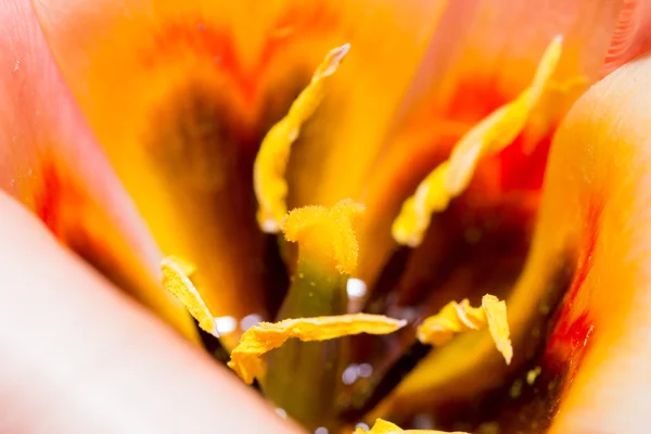Mały kwiat — Zdjęcie stockowe