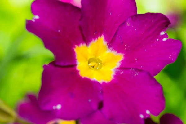 Flor pequeña — Foto de Stock