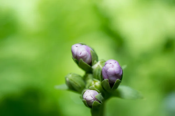 Kleine Blume — Stockfoto