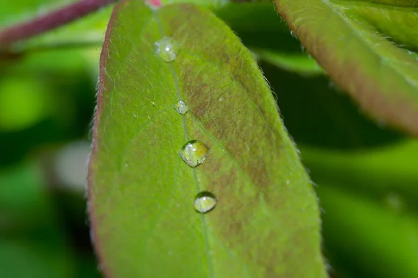 Grama verde — Fotografia de Stock