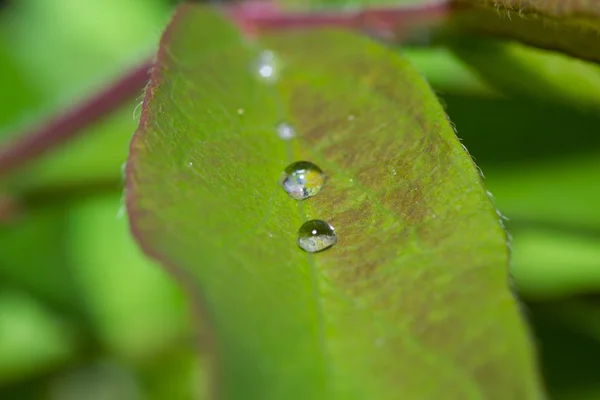 Green grass — Stock Photo, Image