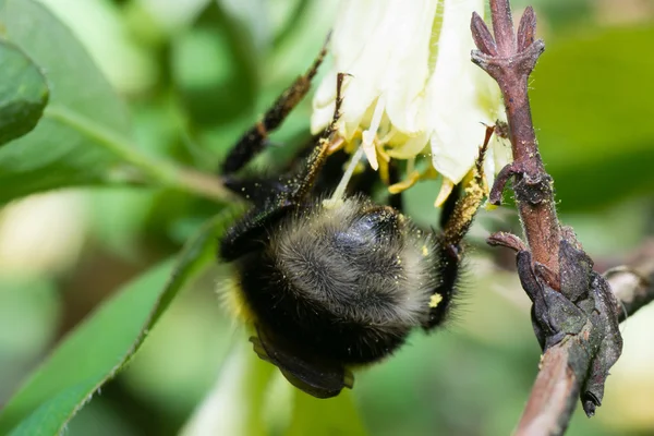 Bombus arı — Stok fotoğraf